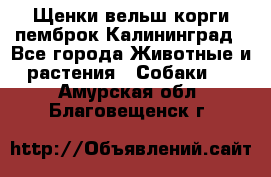 Щенки вельш корги пемброк Калининград - Все города Животные и растения » Собаки   . Амурская обл.,Благовещенск г.